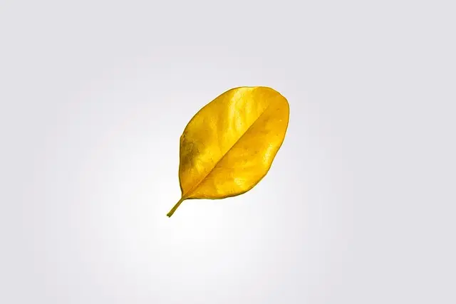 feuille dorée